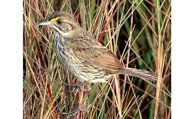 Cape Sable seaside sparrow (Ammospiza maritima mirabilis). PHOTO: U.S. FISH AND WILDLIFE SERVICE