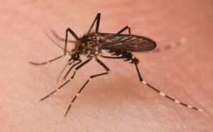 Western Treehole Mosquito (Aedes sierrensis) PHOTO COURTESY OF INATURALIST