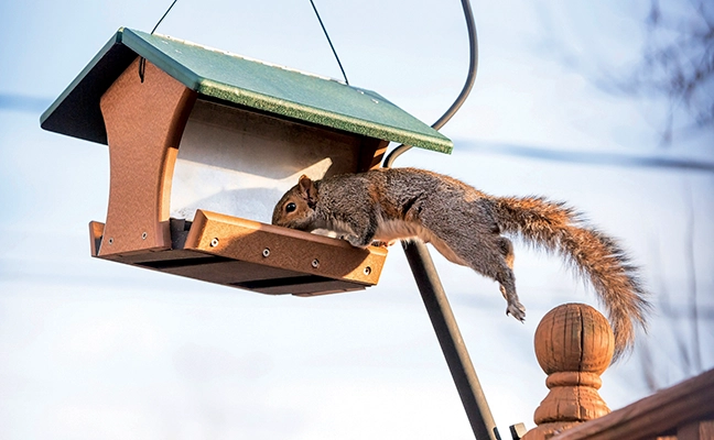 Too often, bird feeders can turn into squirrel and other rodent feeders. PHOTO: MARY SWIFT / ISTOCK / GETTY IMAGES PLUS / GETTY IMAGES