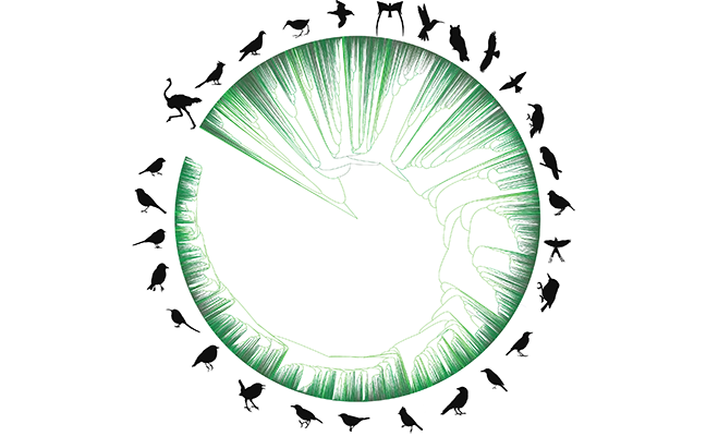 PHOTO: CREATED BY EMILY JANE MCTAVISH, SILHOUETTES FROM PHYLOPIC.ORG