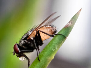 New World screwworm PHOTO: Ramdan Fatoni / iStock / Getty Images Plus / Getty Images