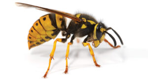 German yellowjacket (Vespula germanica) PHOTO: © GENE WHITE