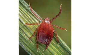 Asian longhorned tick (Haemaphysalis longicornis) PHOTO: CDC