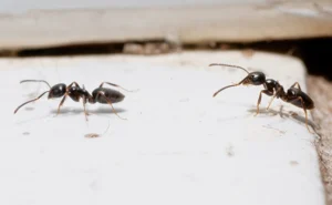 Odorous house ants (Tapinoma sessile, or OHA) PHOTO: ® GENE WHITE