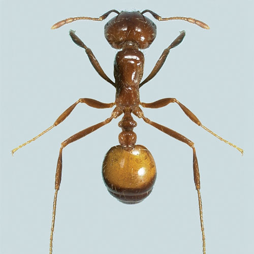 Black imported fire ant (S. richteri, or BIFA). (Photo: Natasha Wright, Braman Termite & Pest Elimination, Bugwood.org)