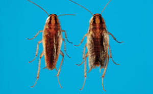 Asian cockroaches (Periplaneta japonica) (Photo: Gene White)