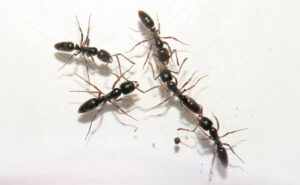 Asian needle ants were in the U.S. for decades before being officially recognized as a pest in 2006, per North Carolina State University. (Photo: Jessica Louque, Smithers Viscient, Bugwood.org)