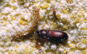 Red flour beetle (Tribolium castaneum). (Photo: Gene White)