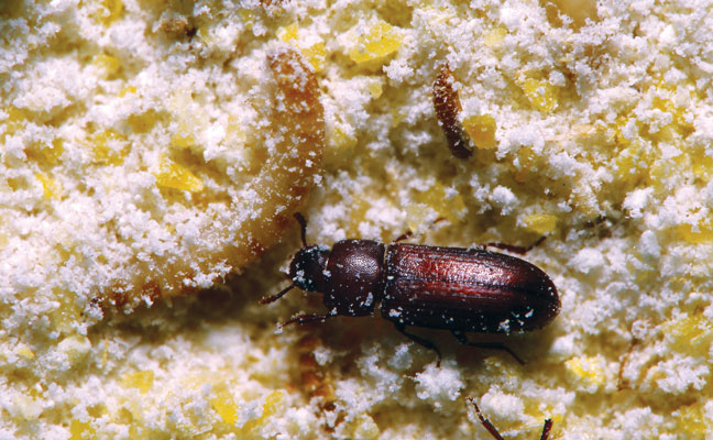 Red flour beetle (Tribolium castaneum). (Photo: Gene White)