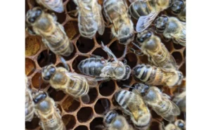 Image: Honey bee emerges with deformed wing virus.