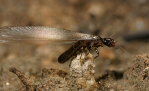 A winged alate of Reticulitermes rusti. PHOTO: DR. CHOW-YANG LEE