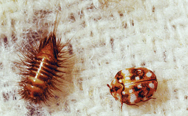 Adult furniture beetles versus their larvae
IMAGE: Dr. Austin Frishman