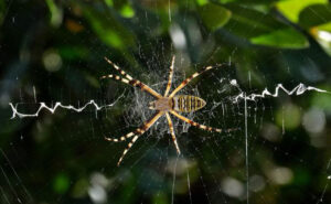 IMAGE: PIERLUIGI RIZZO, MEMBER OF ARACNOFILIA, THE ITALIAN SOCIETY OF ARACHNOLOGY