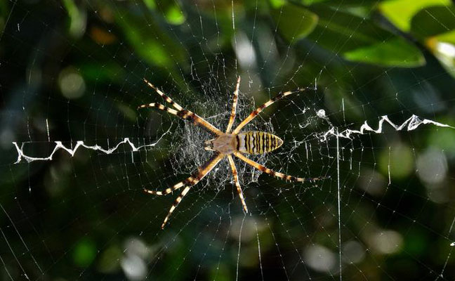 IMAGE: PIERLUIGI RIZZO, MEMBER OF ARACNOFILIA, THE ITALIAN SOCIETY OF ARACHNOLOGY