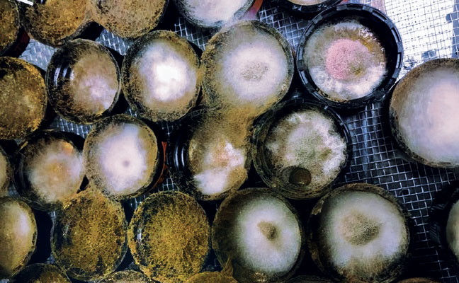 IMAGE: UNIVERSITY OF FLORIDA