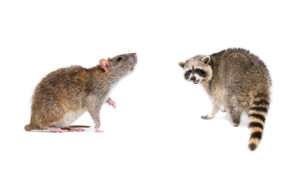 PHOTO: GLOBALP / ISTOCK / GETTY IMAGES PLUS / GETTY IMAGES Photo: istock.com/MediaProduction