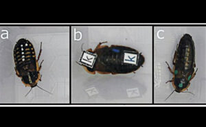 IMAGE: UNIVERSITY OF ABERDEEN