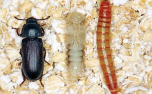 From left are the adult, pupal and larval stages of Tenebrio molitor. IMAGE: GettyImages / Tomasz Klejdysz
