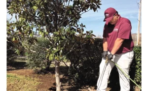 This spring, ABC of DFW introduced its newest add-on service: Deep root feeding. This is a specialized fertilization method that injects nutrients directly into the root zone of trees and shrubs using advanced equipment. IMAGE: ABC