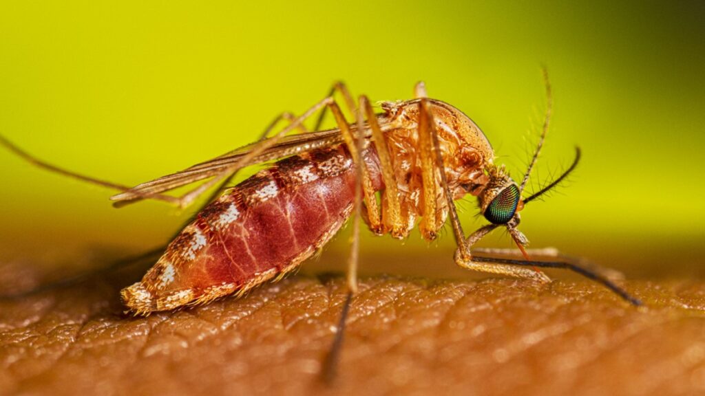 The Culex quinquefasciatus mosquito